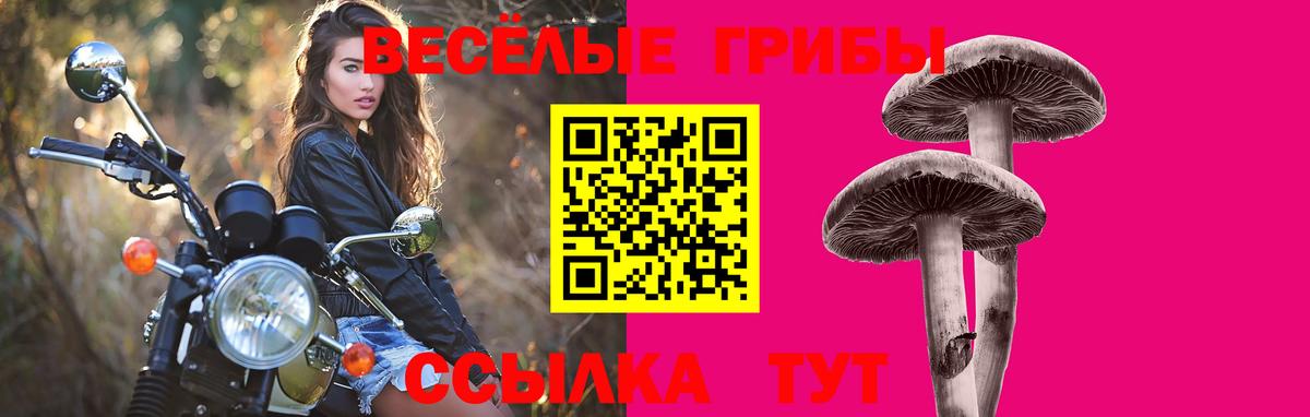 Галлюциногенные грибы Psilocybe Тобольск